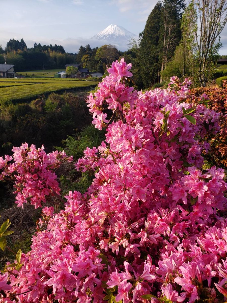 toguchitadashi's tweet image. 4月27日
おはようございます😍
「あなたの相談窓口
　　　“とぐち”です❗」　

早朝から激しい雨☔
5時23分、北海道浦幌町で最大震度5強の地震が発生。
⚠️ご注意下さい‼️
今日も元気に頑張ります💪

📸中倉さんから
富士山🗻を背景に鮮やかな❣️
ツツジ🌺ですね💕
ありがとうございます😍

#RICE