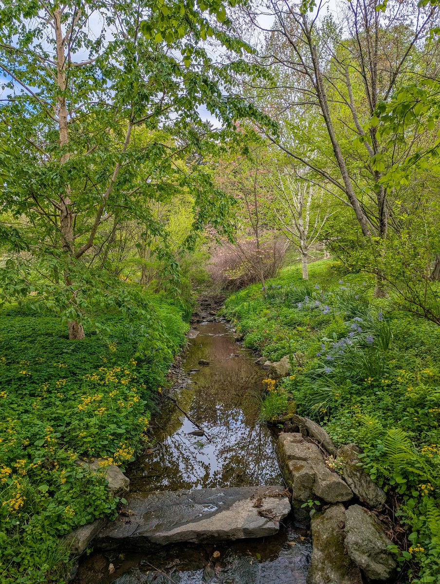 We visited the Morris Arboretum today