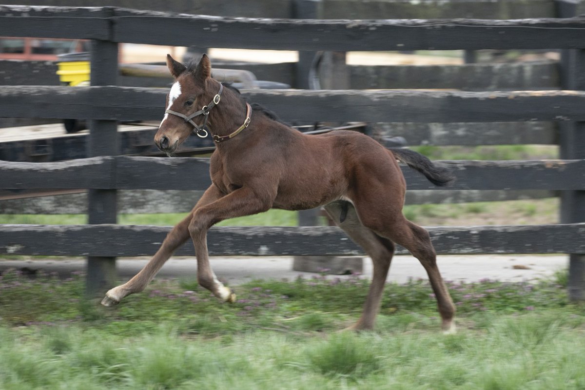 Kentucky Derby tweet media