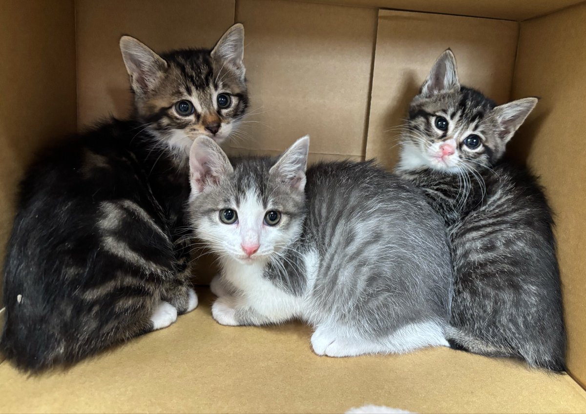 すみパン@5/10(日)譲渡会 tweet media