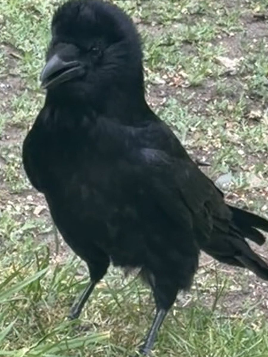 The Brompton Bunch tweet media