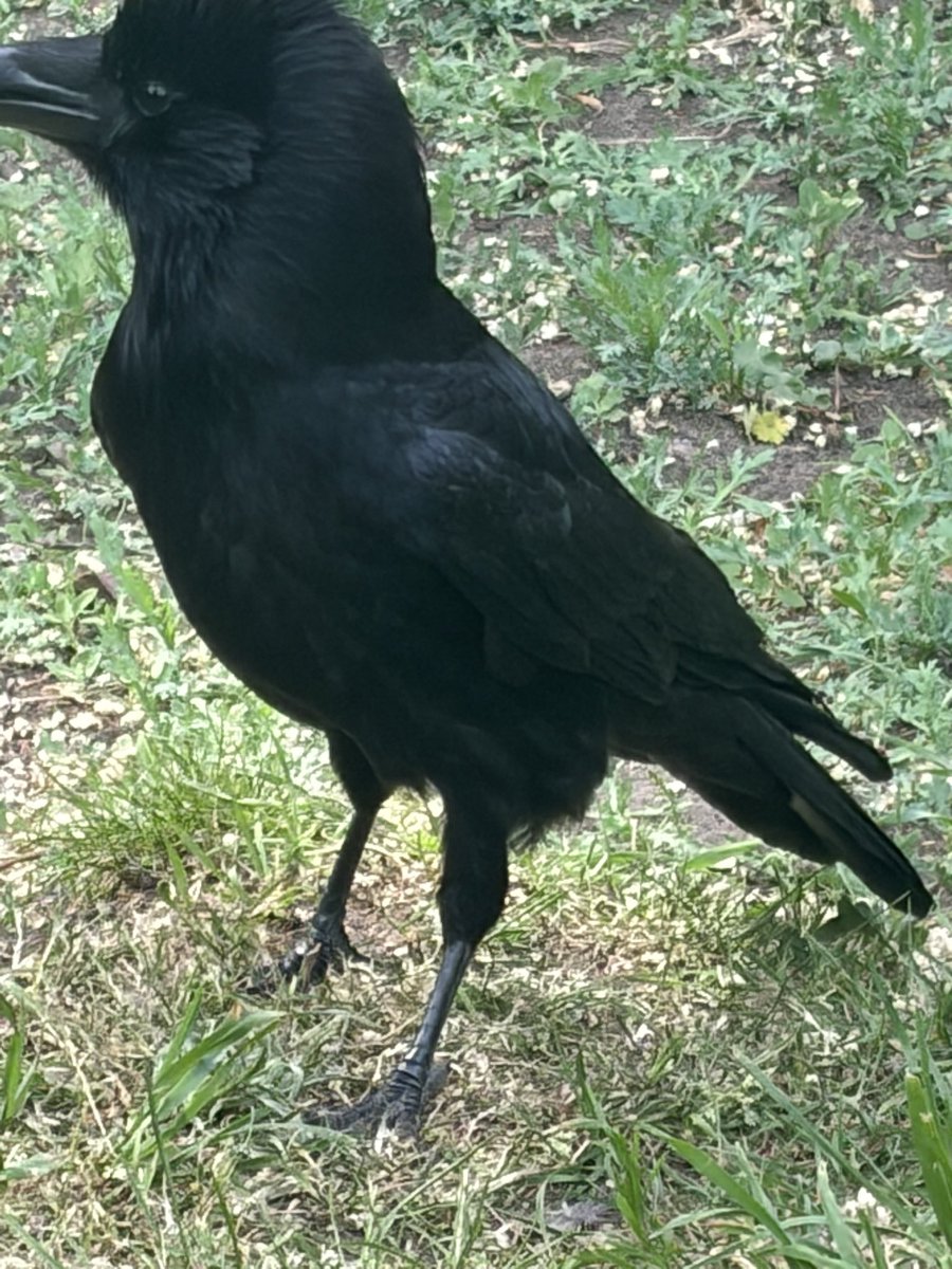 The Brompton Bunch tweet media