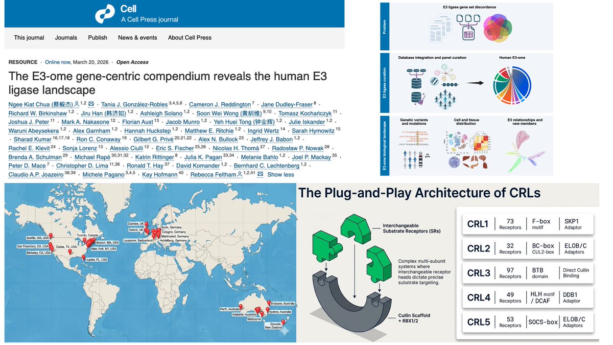 Mark_A_Nakasone's tweet image. Happy to be a part of this study “'The E3-ome gene-centric compendium reveals the human E3 ligase landscape” lead by @WEHI_research Ngee (Jake) Kiat Chua / Feltham lab.  

Now #OpenAccess in @CellPressNews. 

doi.org/10.1016/j.cell…

#TPD, #E3, #AI, #ubiquitin.