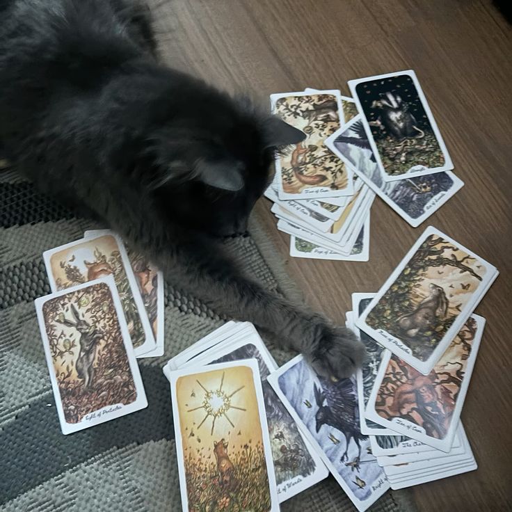 kit 🐈‍⬛ tweet media