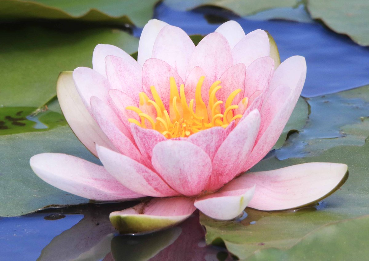 開花を始めた公園の池のスイレン。朝に花を開き、夕方になると眠るように閉じることから「睡蓮」と名付けられたそうです🙂