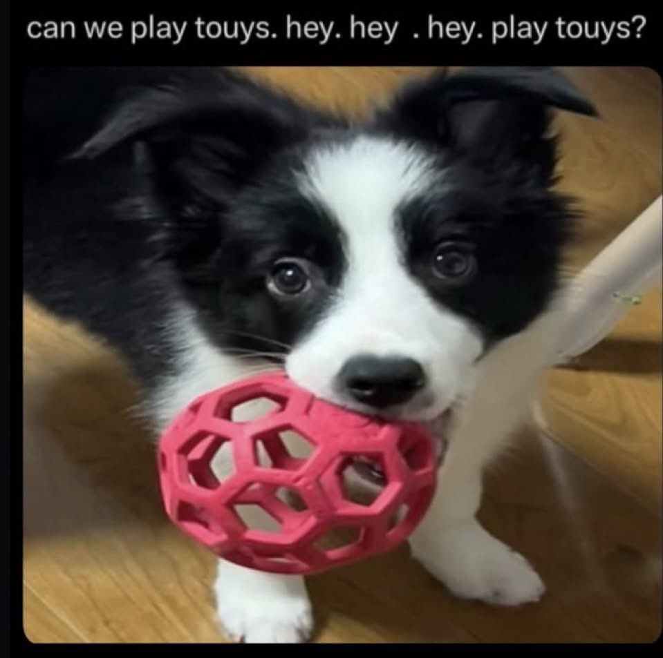 ˚₊‧ ⚄ 𝖂͡𝑯𝐈𝐓𝐄 ┈ ༘ 𝓗𝒜𝑃𝑃𝑌 ‘⟡.ᐟ tweet media