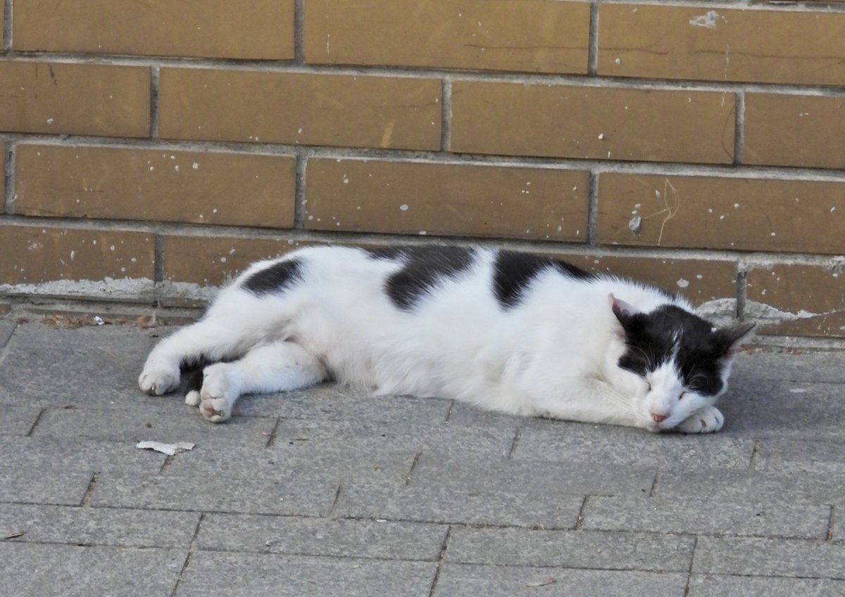 Hondashstari's tweet photo. Laku noc… #catsofbelgrade 😸 https://t.co/uys2URXeBv