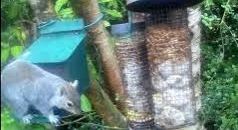 tourscotland's tweet image. Today's Tour #Scotland 4K #Spring Sunday wildlife nature camera travel video Blog clip of the sight and sounds of a bushy tailed #Grey #Squirrel spotted opening feeder box and eating peanuts on morning visit and trip to my #Scottish garden tour-scotland-photographs.blogspot.com/2026/04/grey-s…
