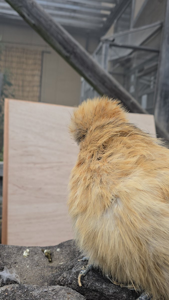 Susumu Hirasawa tweet media