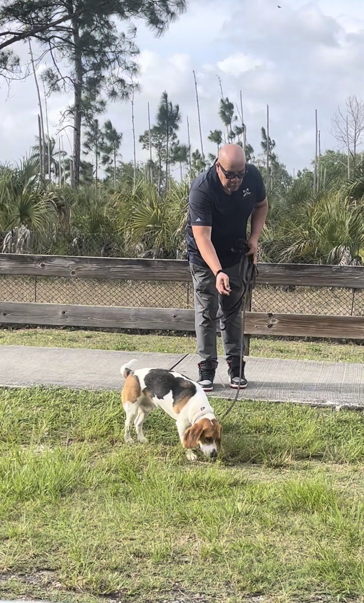 wmhappydogsinc's tweet image. Congrats Simba 👏🎓🎉🐾💯
@wmhappydogsinc 

#huntingdogs #dogtraining #dogs