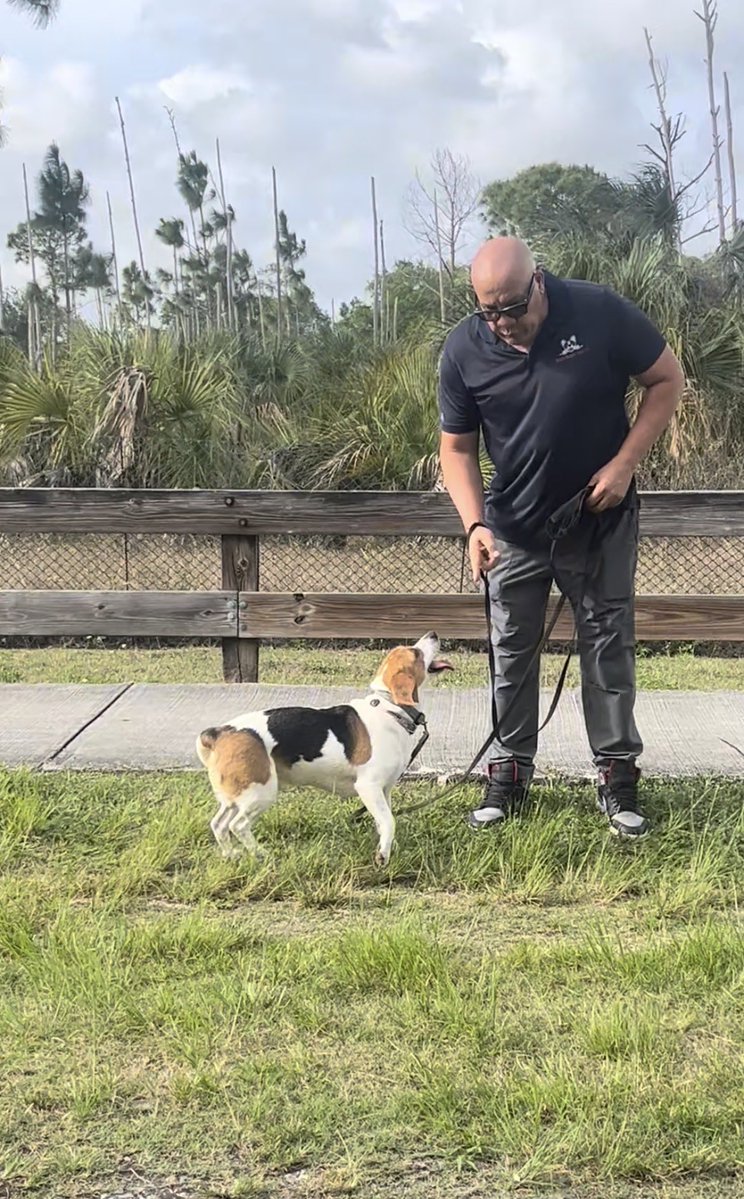 wmhappydogsinc's tweet image. Congrats Simba 👏🎓🎉🐾💯
@wmhappydogsinc 

#huntingdogs #dogtraining #dogs