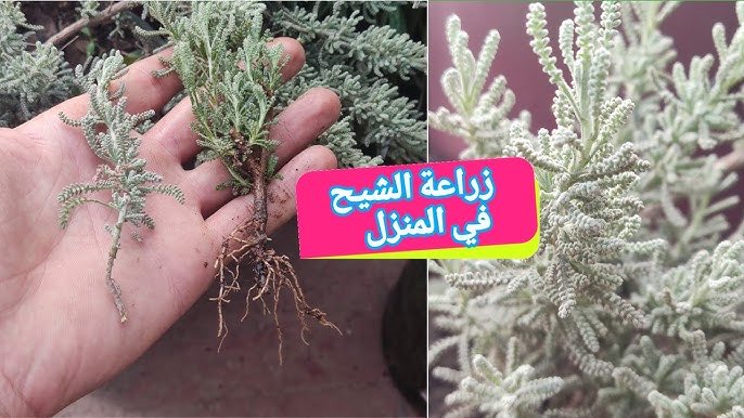 طخه tweet media