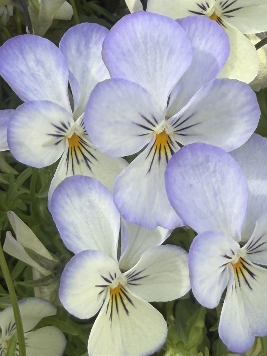 kape DAYO tweet media