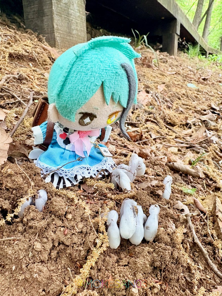 キノコを愛するぬい tweet media