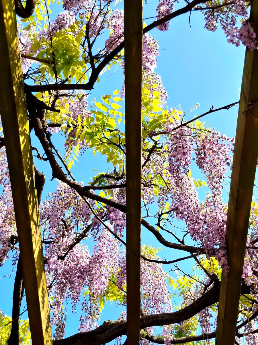 Tomo_NightBird's tweet image. 藤波の
寄せては返す
花を見て
逆らえぬその
春風を知る

#Flowers #flowerphotography #NaturePhotography #nature