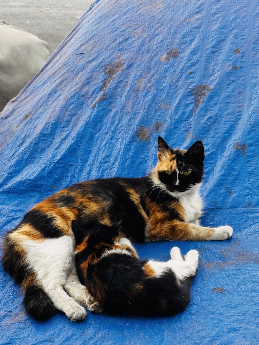 المتخربش من القط البرتقاني 😭🐈 tweet media