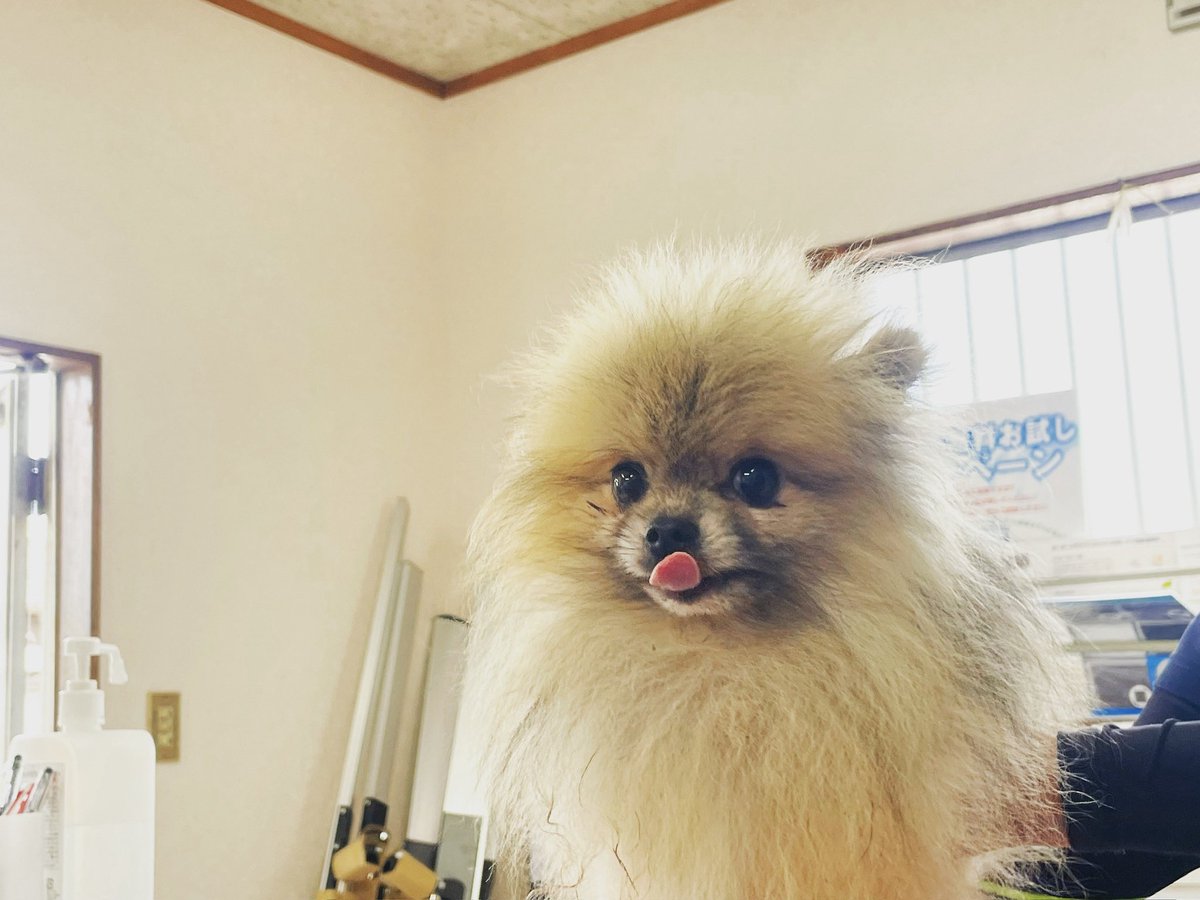 おかちゃん tweet media