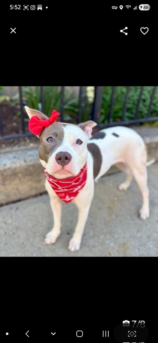 MyBoxerLuvMac1's tweet image. 💔Peralta💔
#NYCACC #251323 10M
▪️Listed TBK: 4/28 💉
#AdoptMe 

Precious sweetie's💔, arrived stray 22 days ago.
Absolutely beautiful puppy's trying hard 2 be brave, but stressed in tiny cell.
Bangs, paws at door &amp;amp; now has CIRDC!
Warming w staff, dog/ppl reactive on leash.She's