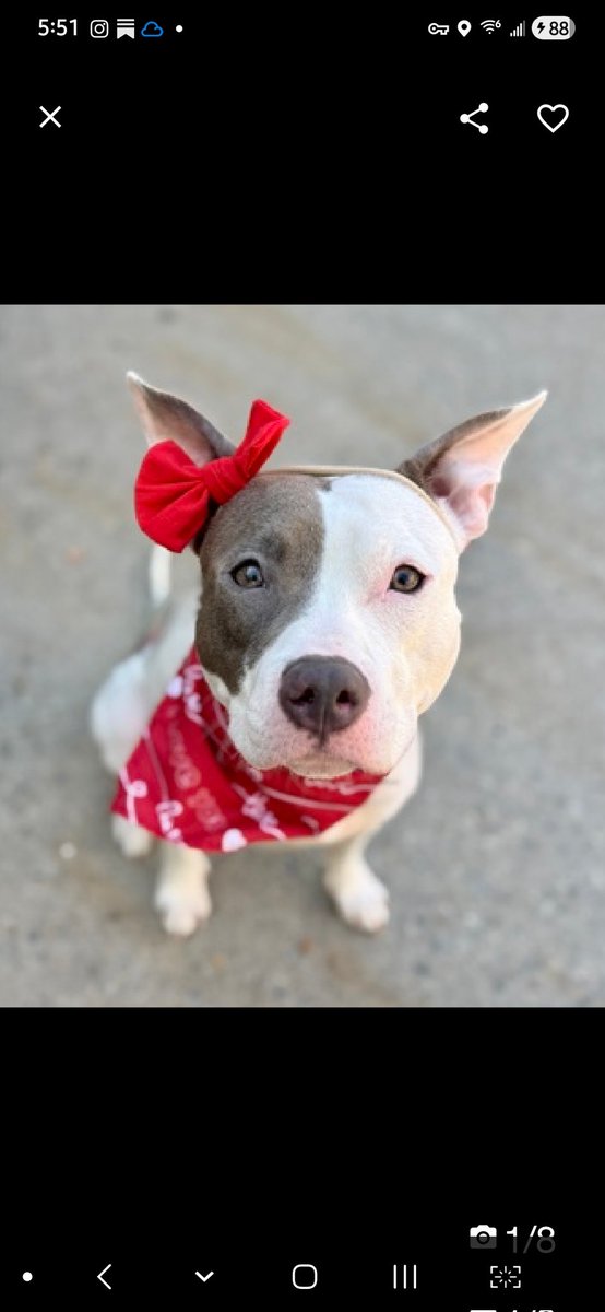 MyBoxerLuvMac1's tweet image. 💔Peralta💔
#NYCACC #251323 10M
▪️Listed TBK: 4/28 💉
#AdoptMe 

Precious sweetie's💔, arrived stray 22 days ago.
Absolutely beautiful puppy's trying hard 2 be brave, but stressed in tiny cell.
Bangs, paws at door &amp;amp; now has CIRDC!
Warming w staff, dog/ppl reactive on leash.She's