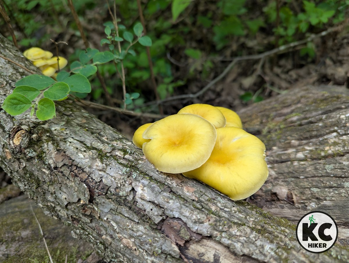 Burr Oak Woods offers a sampler of the best of nature in Jackson County: limestone boulders, forest, prairie and miles of paths through it all. This 1,000-acre reserve, in Blue Springs, Mo., is worth an hour or a whole day. It’s scenic in all seasons. kansascityhiker.com/jackson-county…