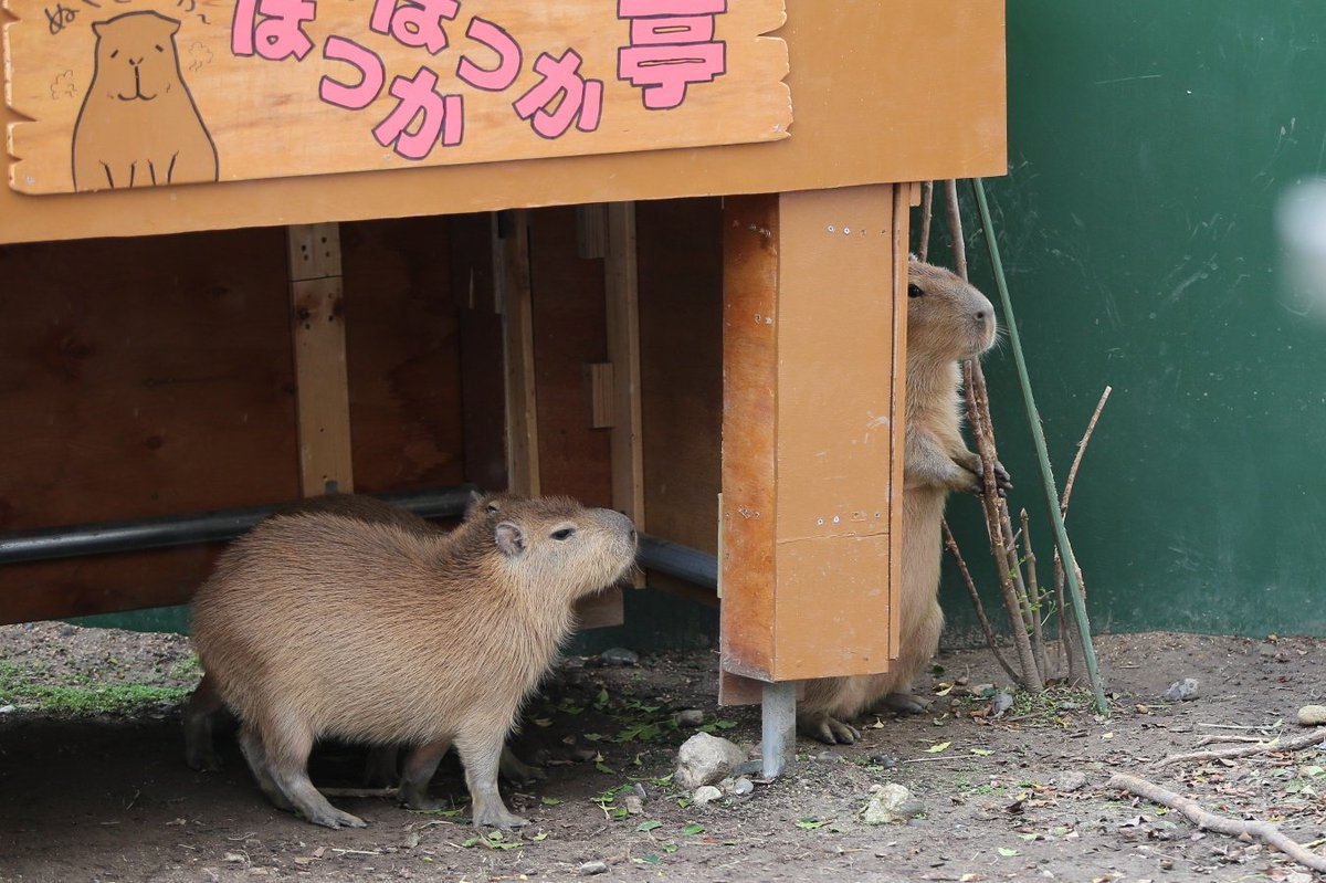 『誰かいるの…？』
#仔カピーズ #カピバラ #たけすい