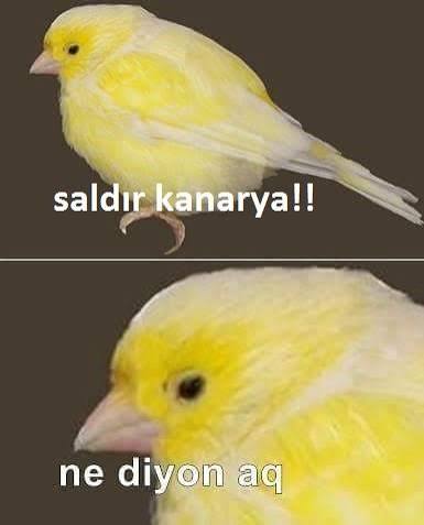 𝙶𝙰𝙻𝙰 🦁 tweet media