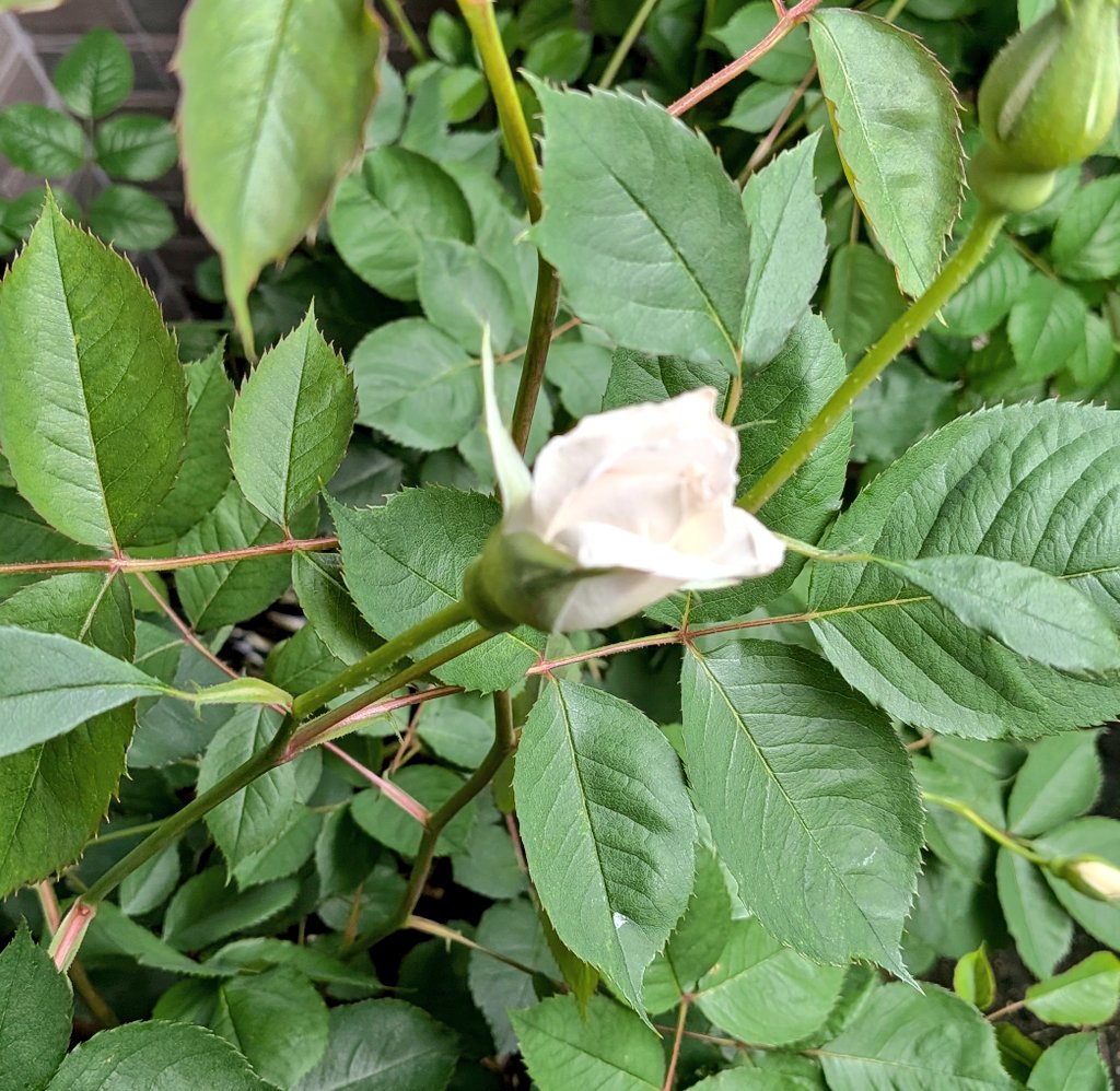 おはようございます。月曜日です。ガブリエルさまもう少し。