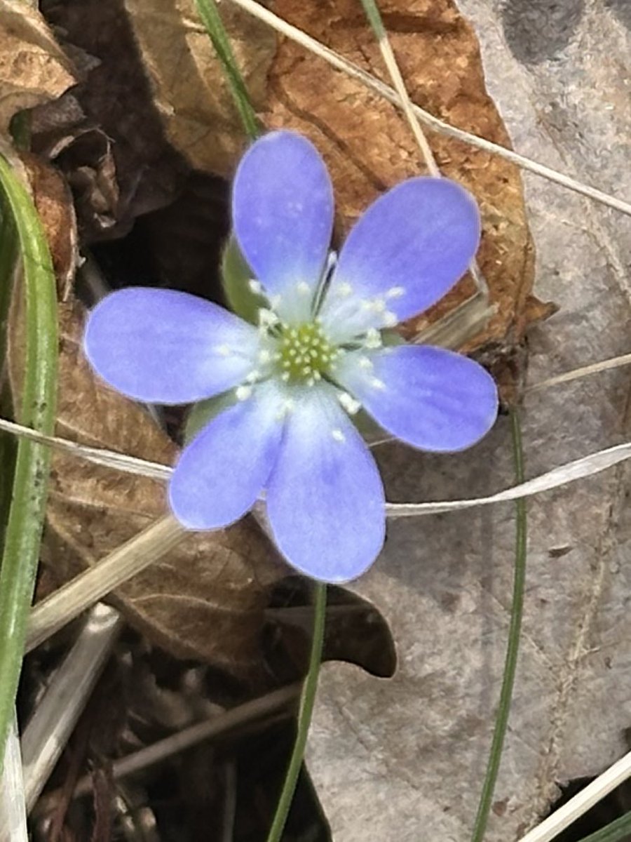 MDurnion's tweet photo. Small, simple & oh so pretty! 🌼 #bushflowers #hepatica #CalabogieOntario https://t.co/GYTBmq56xz