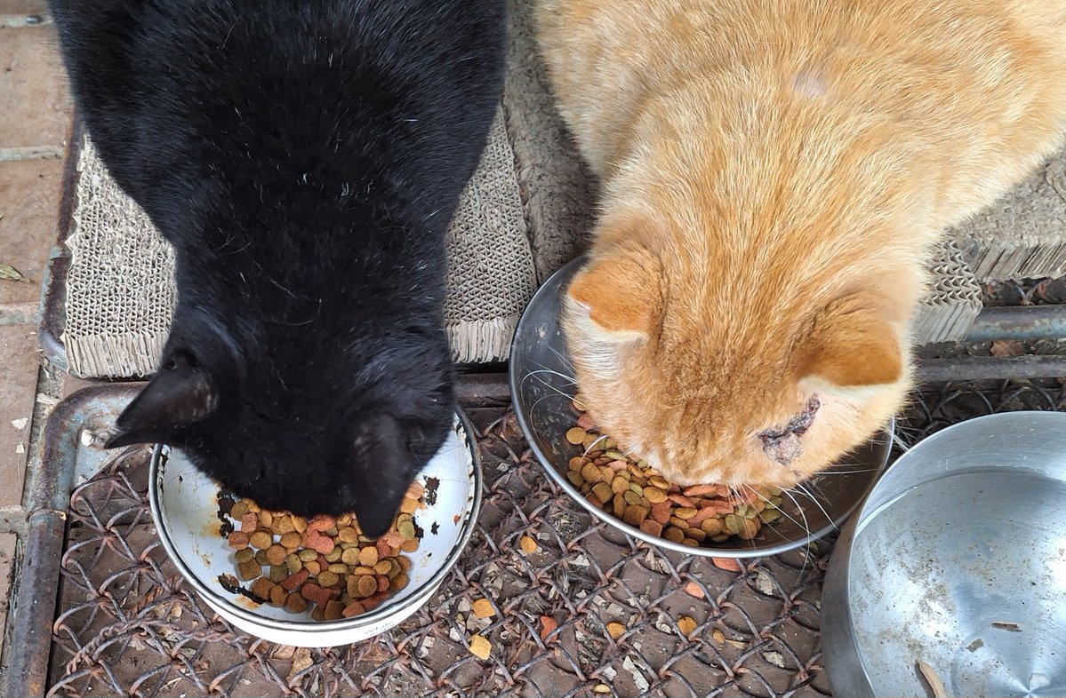 伝道師 tweet media