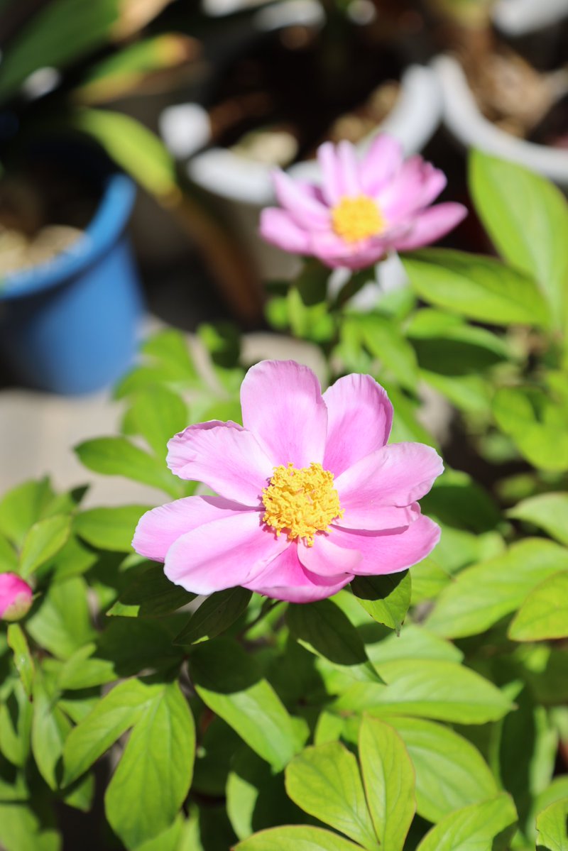 おはようございます。牡丹が終わると芍薬が咲き始めました。