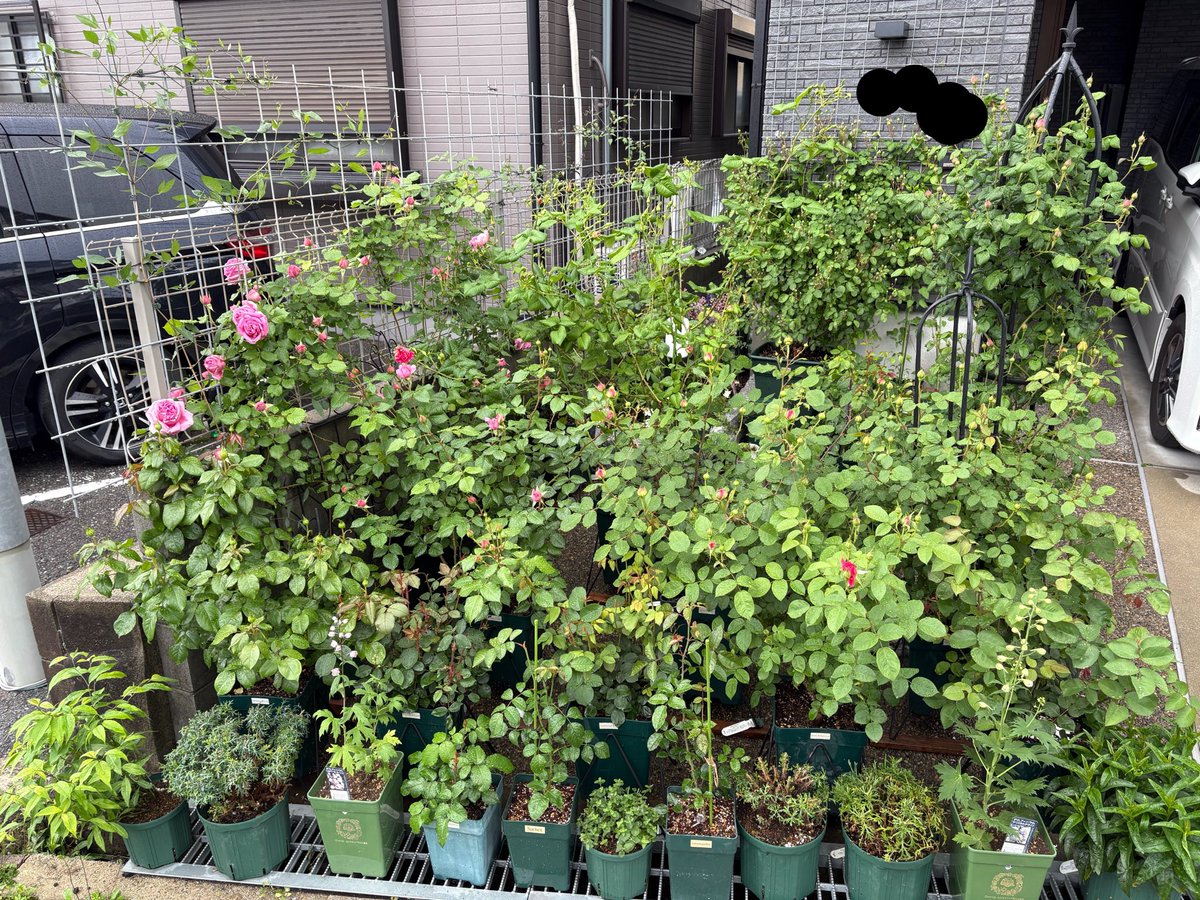 ichi_rose tweet media