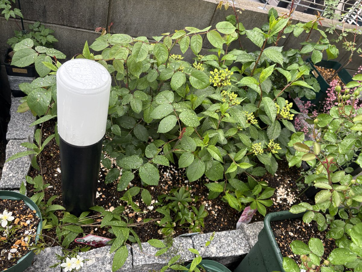 ichi_rose tweet media