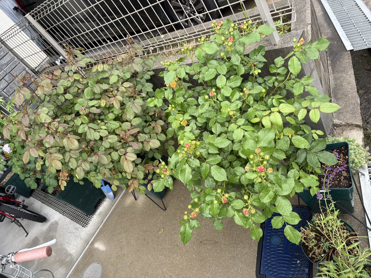 ichi_rose tweet media