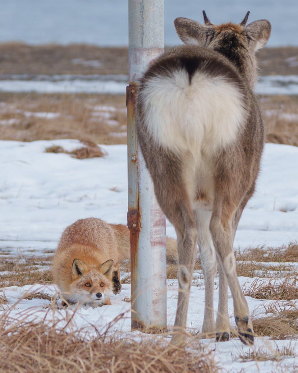 Deer in Places they Shouldn't Be tweet media