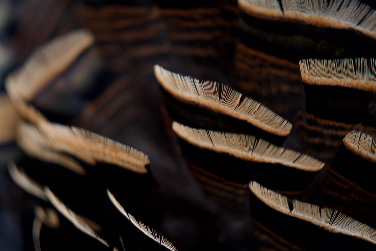 Sportsman Channel tweet media