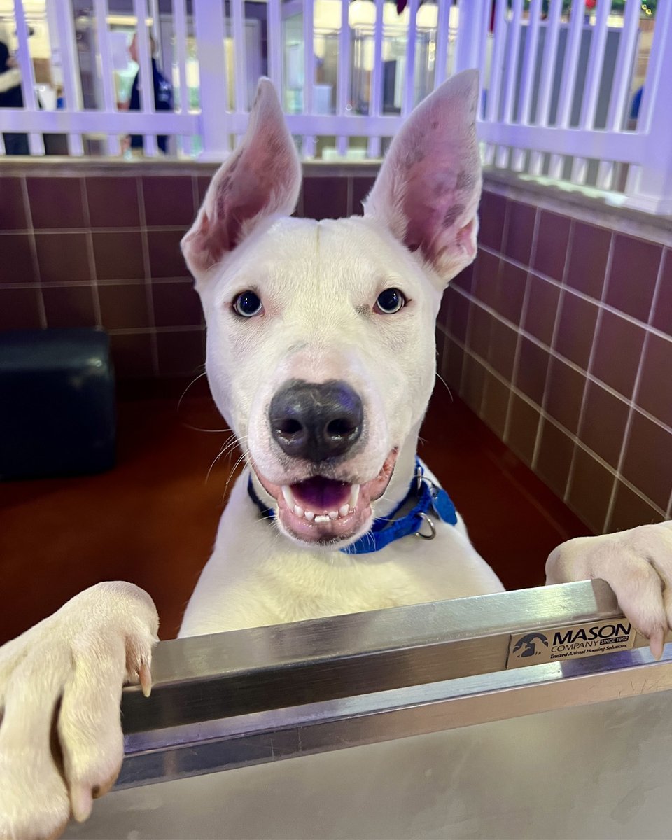 North Shore Animal League America tweet media