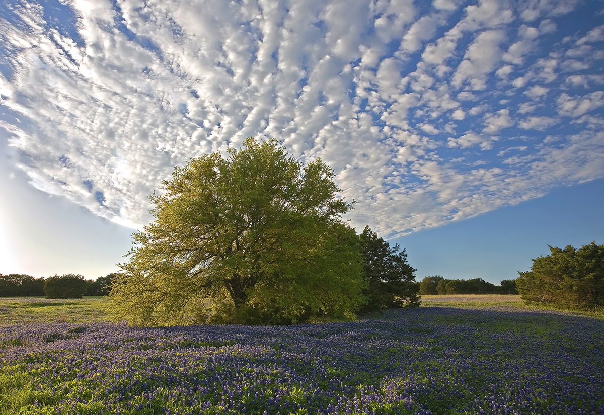 Traces of Texas tweet media