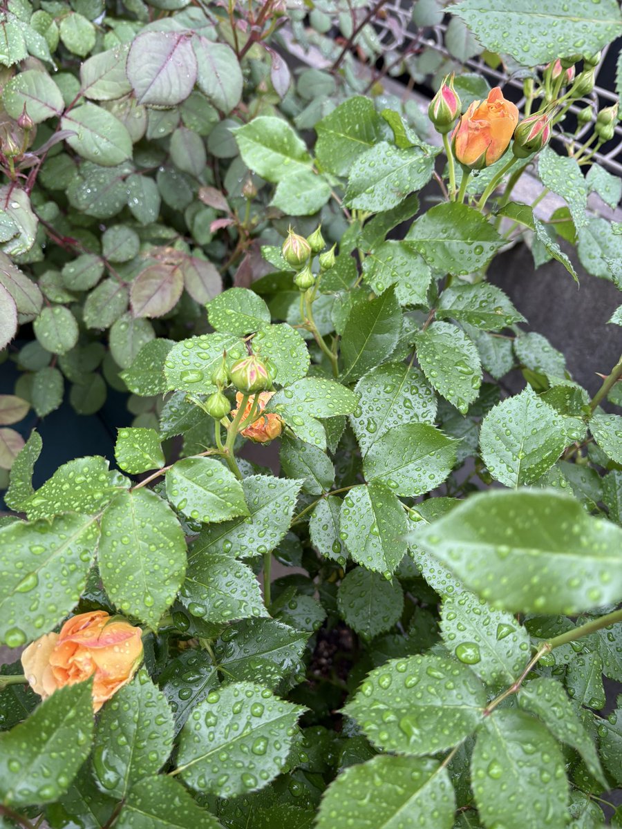 ichi_rose tweet media