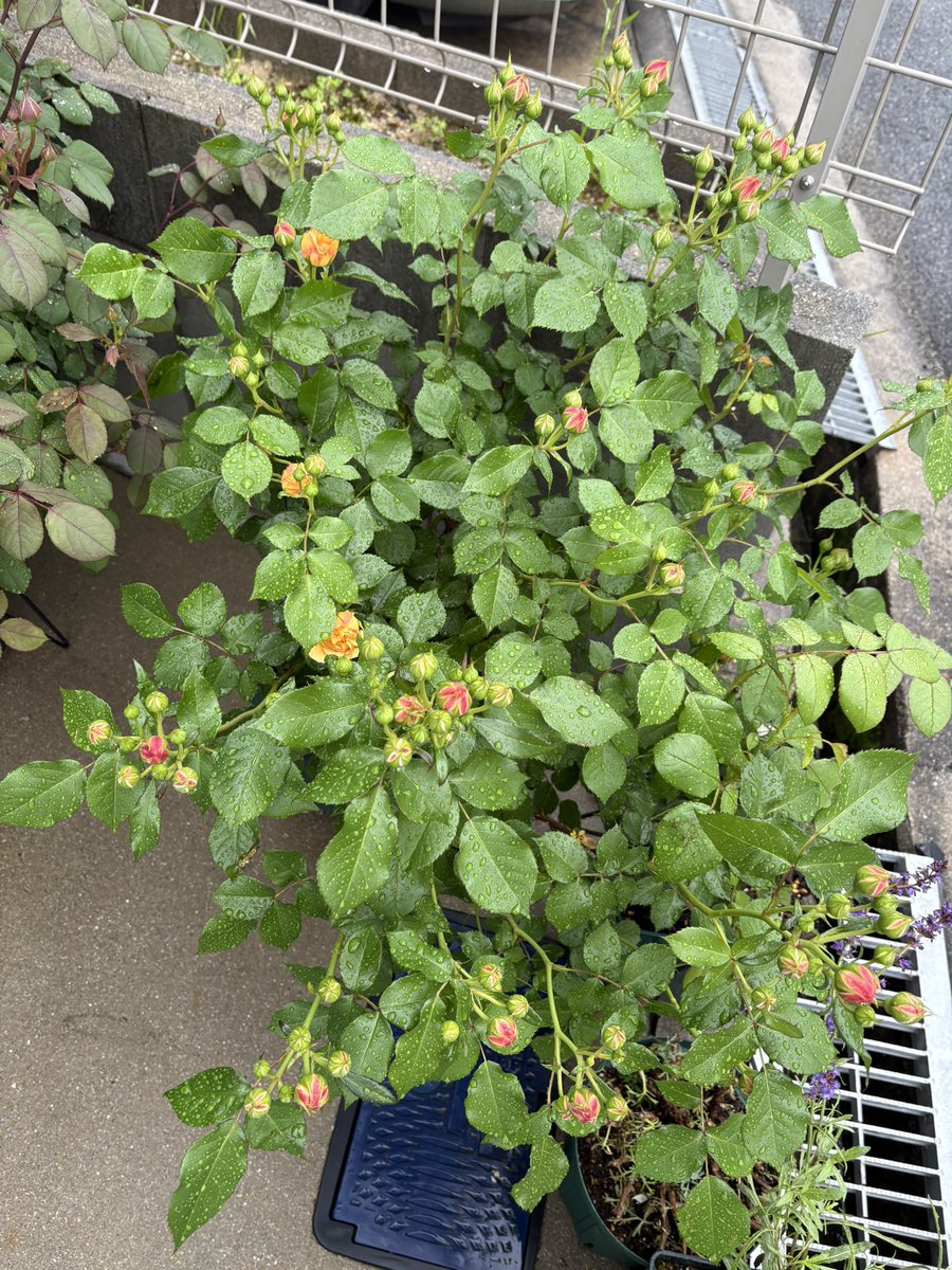 ichi_rose tweet media