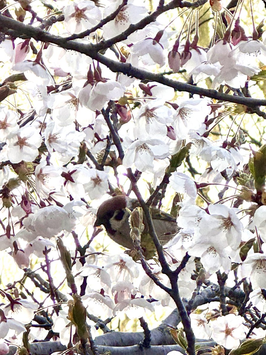 ネオ☆ユウキBREAK tweet media