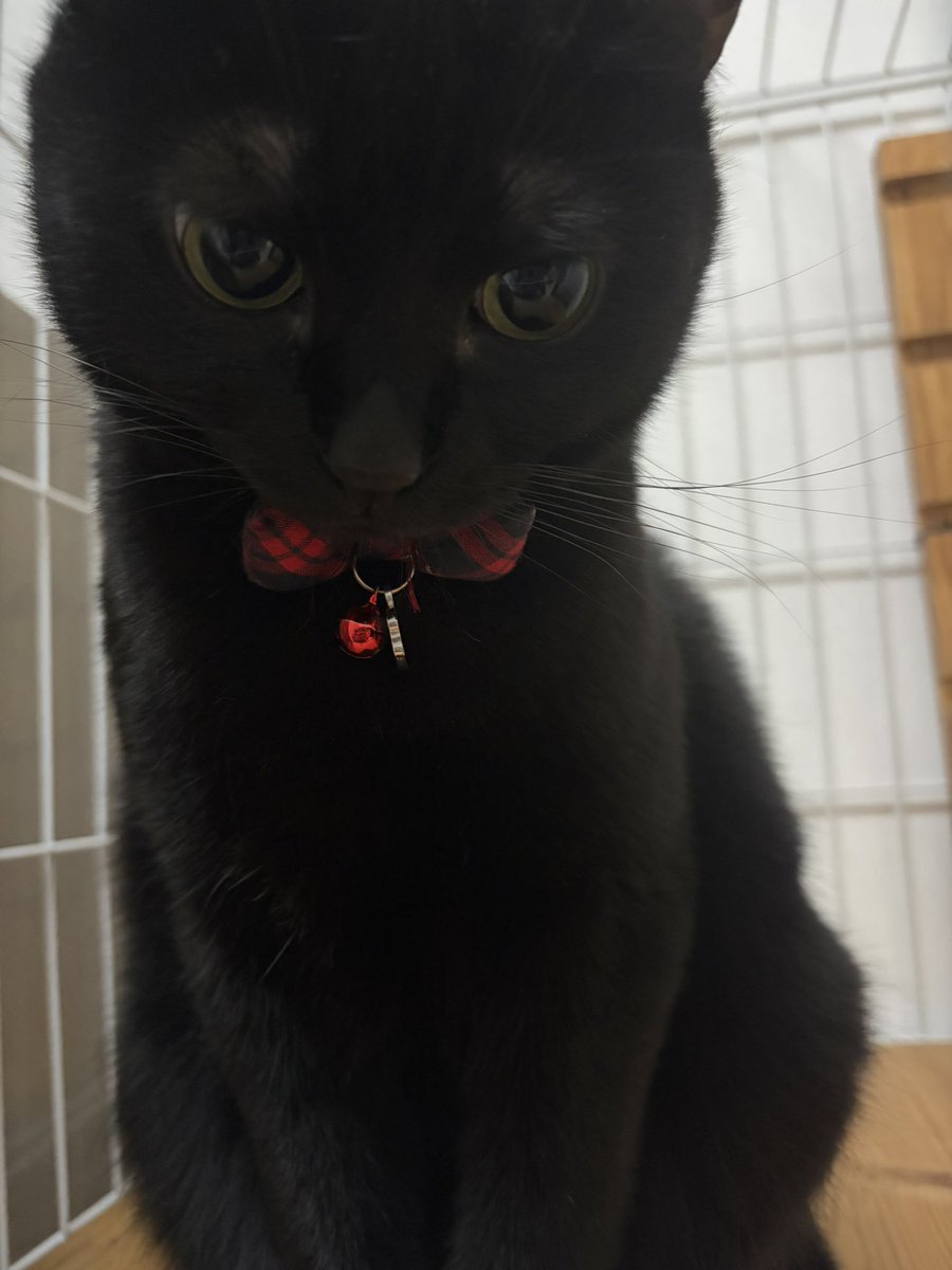 憐雅@やんのか！ tweet media