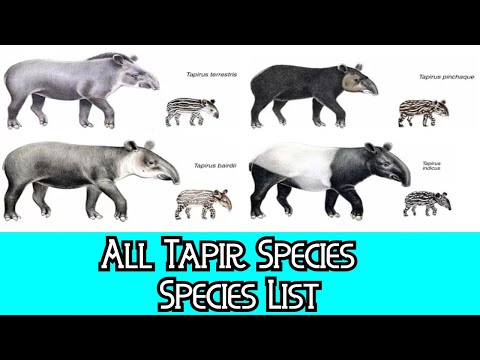 pawpaw_ray's tweet image. ⭐️It is “Tapir Day”⭐️
#Kids challenges:
👉Learn where Tapirs live!
👉Find 5 facts about Tapirs!
👉Learn how Tapirs raise their young!

#Parenting &amp;amp; #HomeSchooling ideas about #wildlife