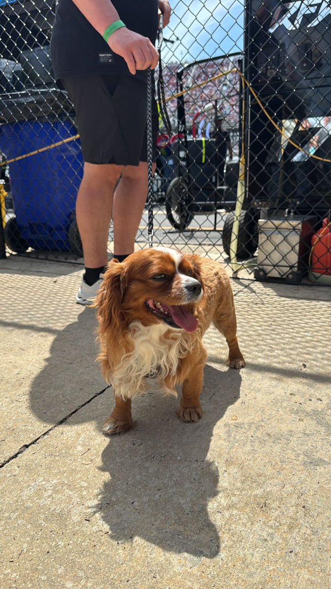 Old Row Pups tweet media