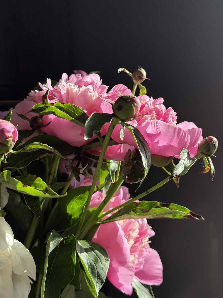 Вікс tweet media