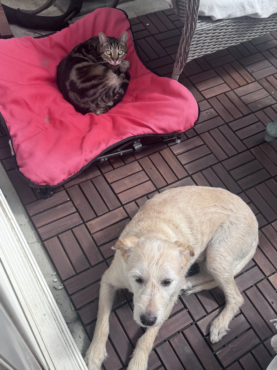 CoheeKaterina's tweet image. Pets enjoying some sunshine ☀️ while it’s out ❤️#kittyskreationsboutique #pets #cat #dog #outside
