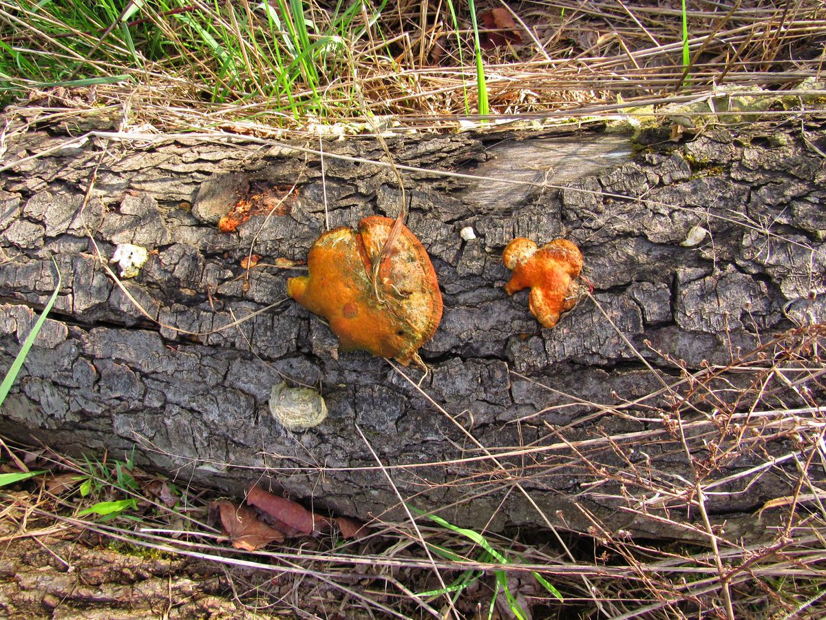 LilyThorn_'s tweet photo. Along the Cinnabar Path  ☀️

(Pycnoporus cinnabarinus)
'Its natural pigments, like cinnabaric acid, can be used for dyeing textiles or clothing.'

Today, 5:25:19 PM
#MushroomIdentification #Fungi #NaturePhotography #Polypore #Mycology https://t.co/JdsRVkEnqB