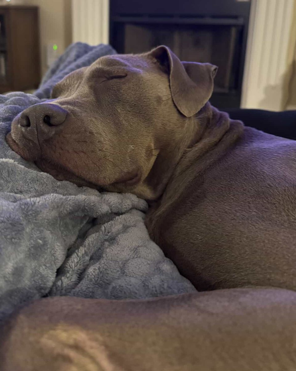 Humane Society of Charlotte tweet media