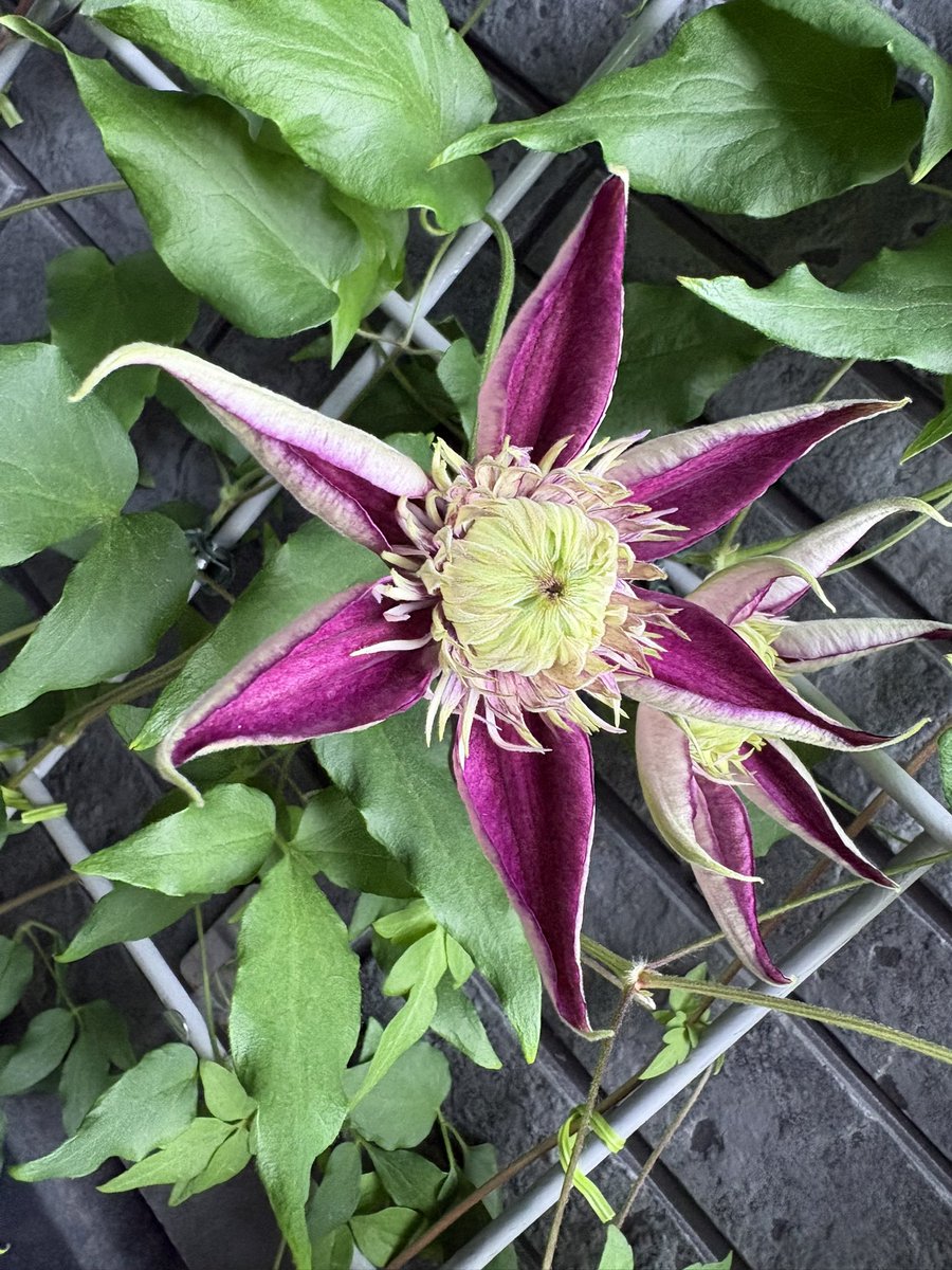 ichi_rose tweet media