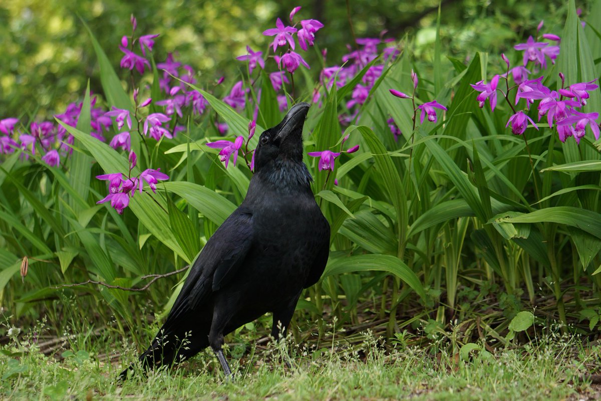 二川英一 / HIDE Futakawa tweet media