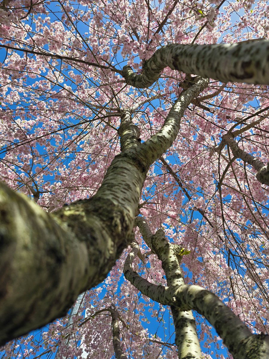 𝚂𝚞 𖠰 tweet media